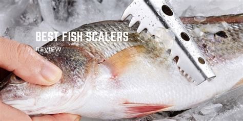 Top 10 Best Fish Scalers On The Market 2024 Reviews .